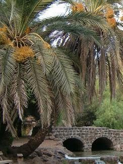 #66 – The Palm Tree of Deborah